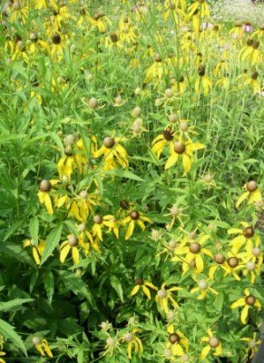 Prairie Coneflower